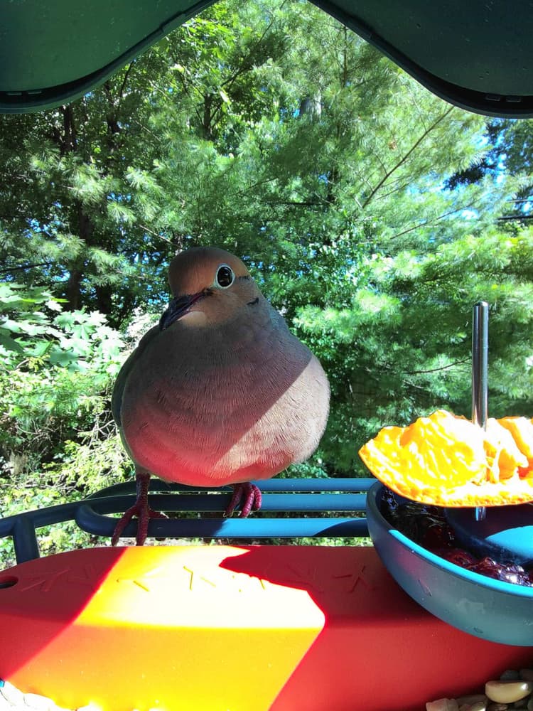 General Mourning Dove comparison