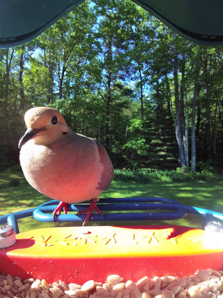 General Mourning Dove comparison
