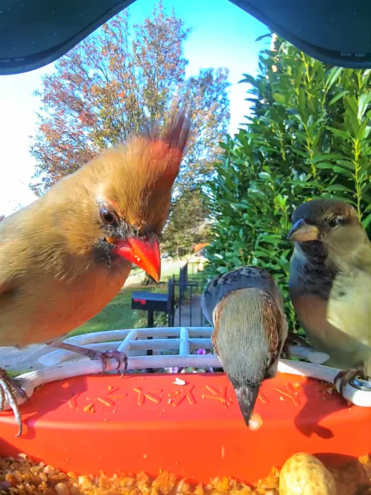 General Northern Cardinal comparison
