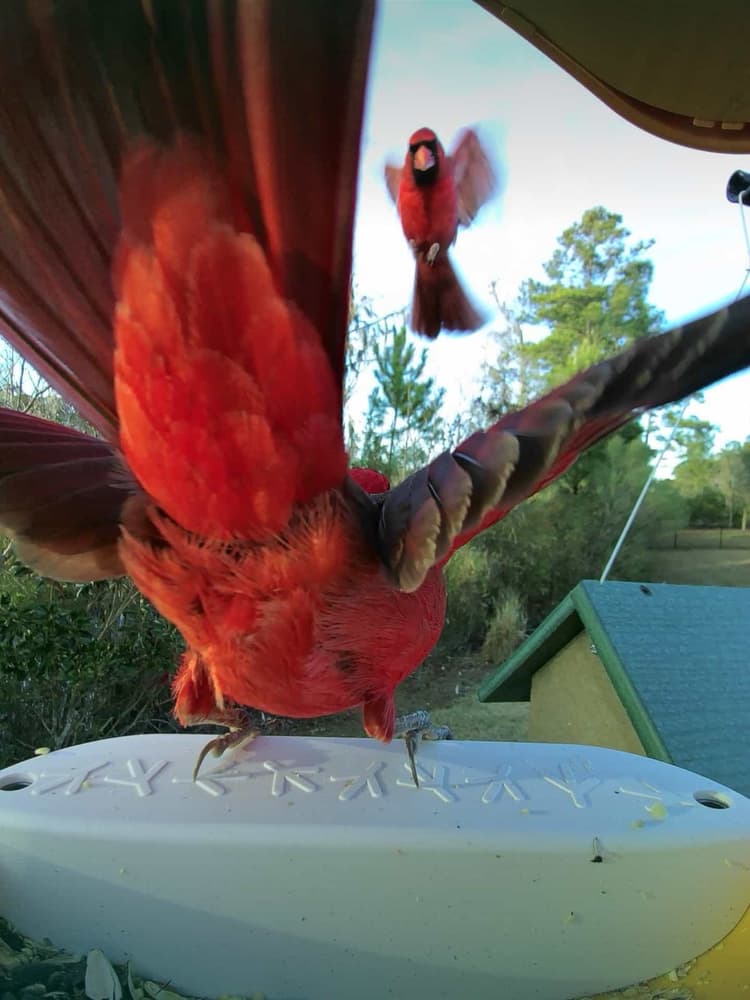 General Northern Cardinal comparison