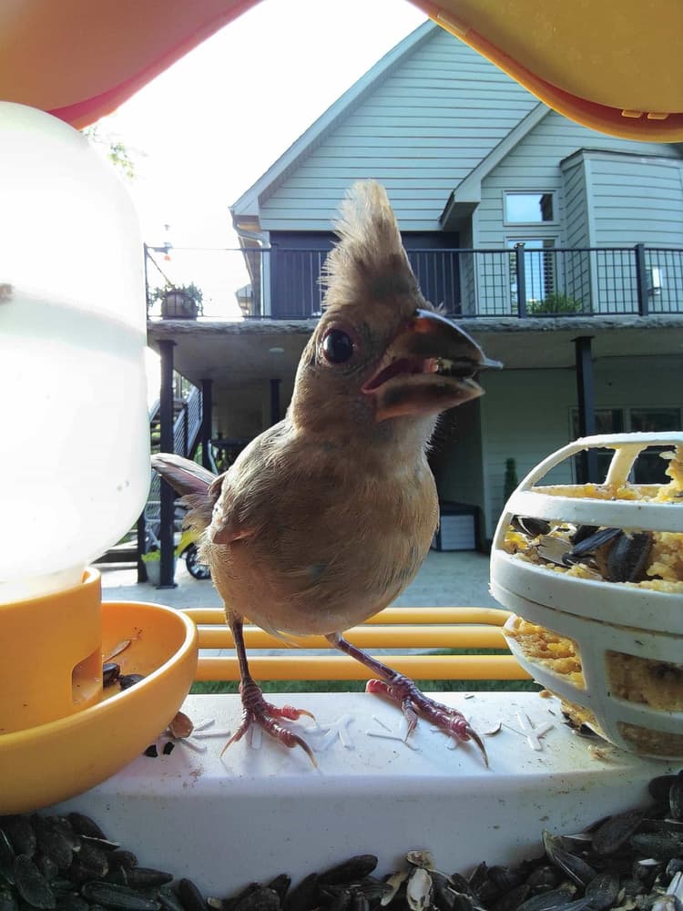 Juvenile Northern Cardinal