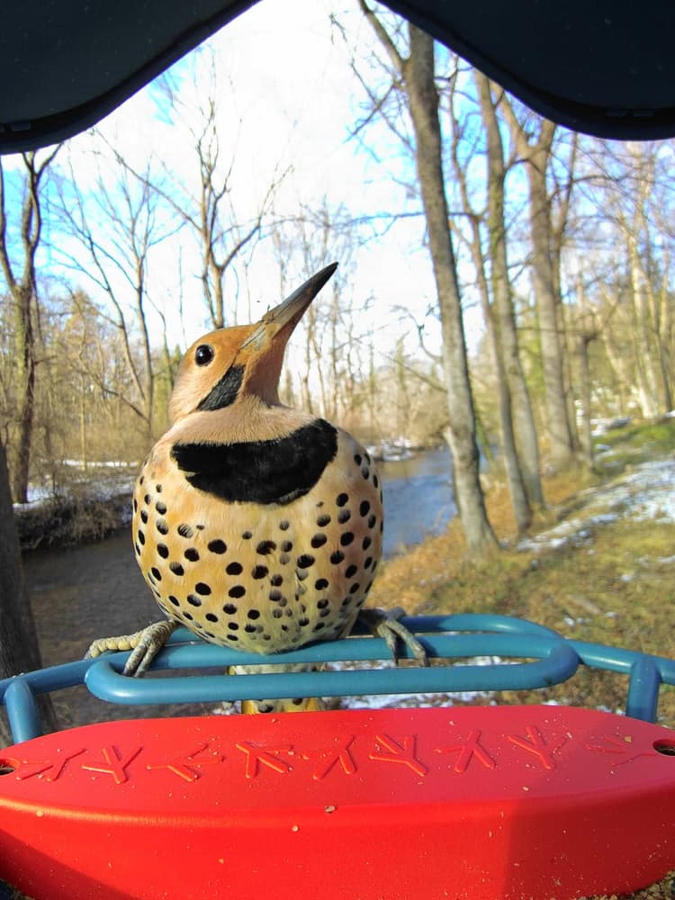 General Northern Flicker comparison