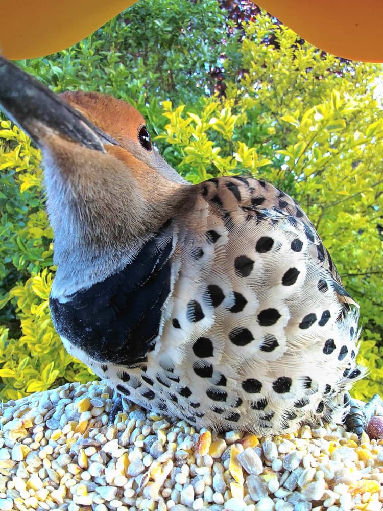 Juvenile Northern Flicker