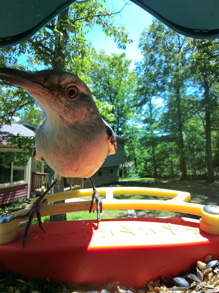 General Northern Mockingbird comparison