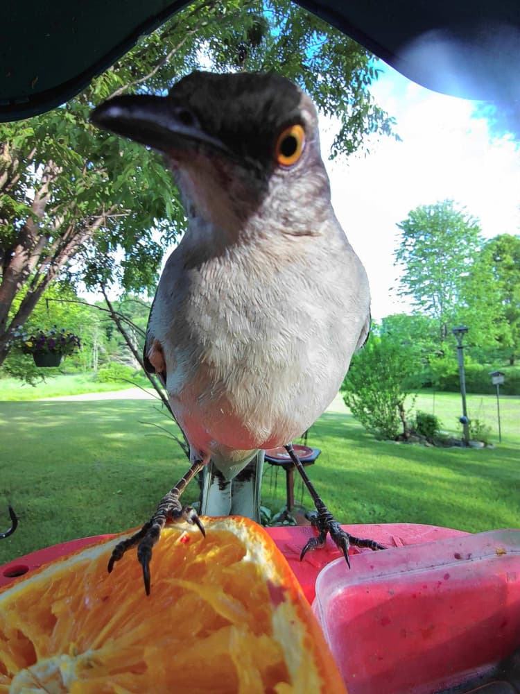 General Northern Mockingbird comparison