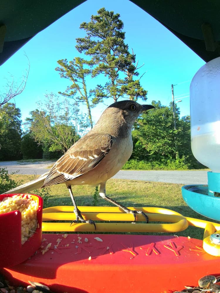 Adult female Northern Mockingbird