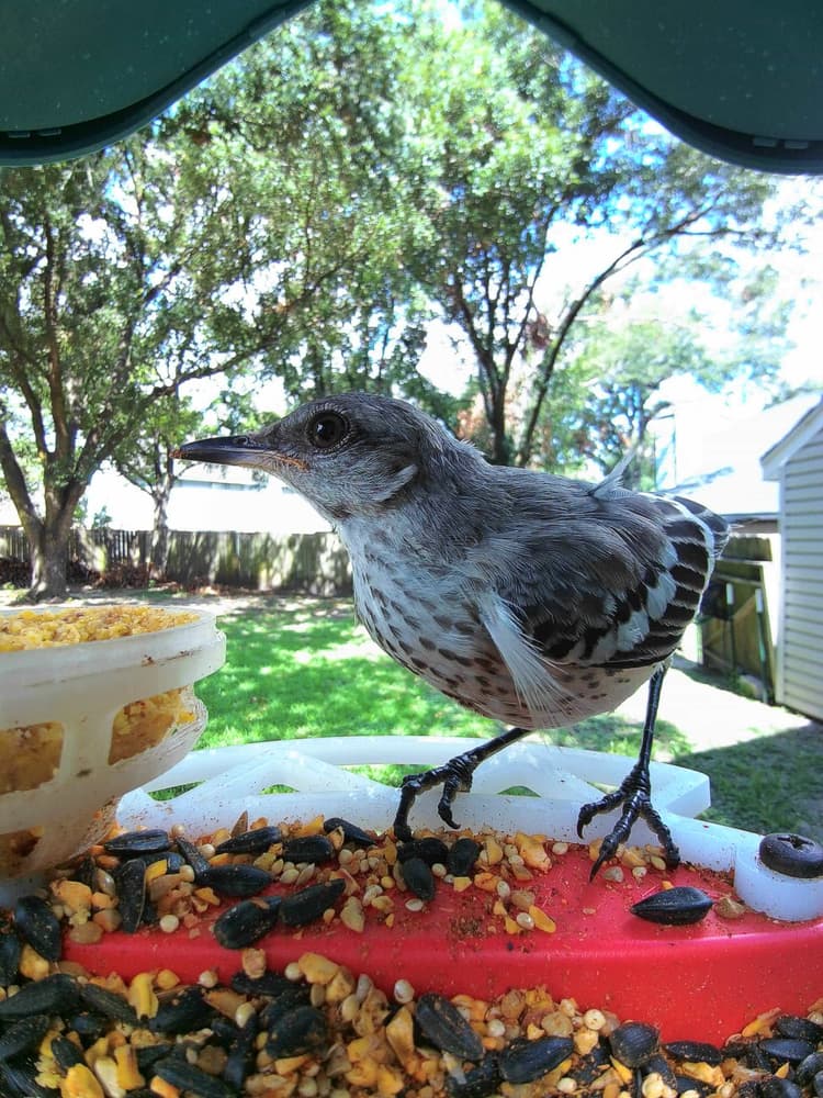 Juvenile Northern Mockingbird