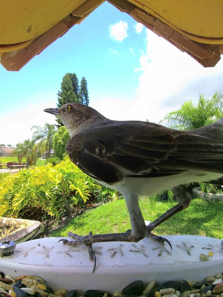 Adult male Northern Mockingbird
