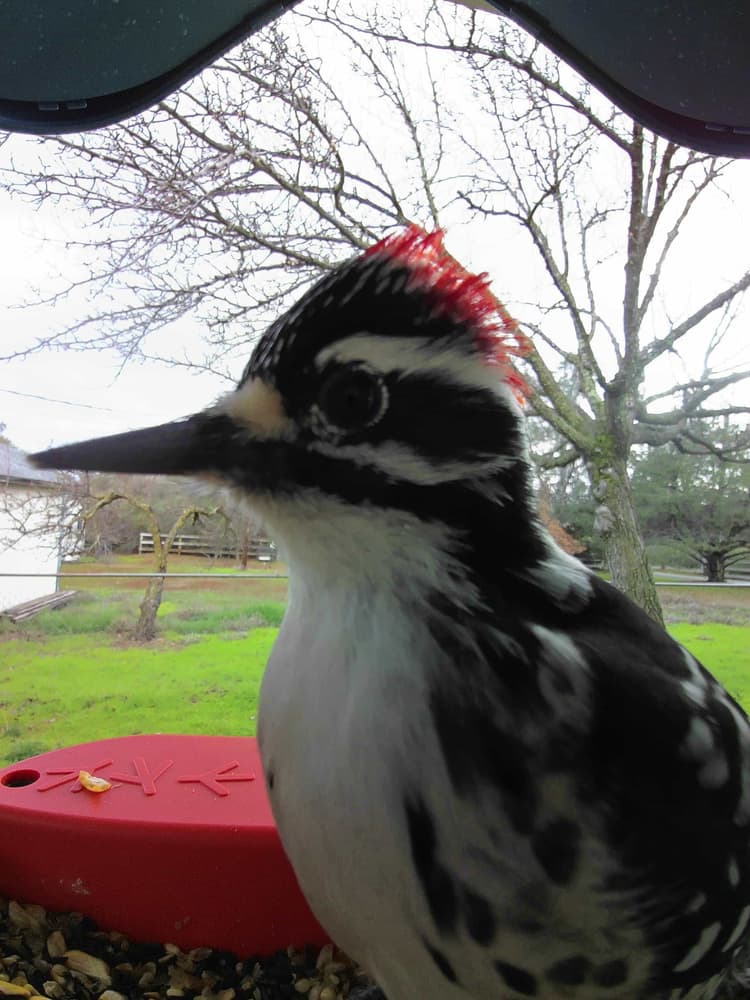 General Nuttall’s Woodpecker comparison