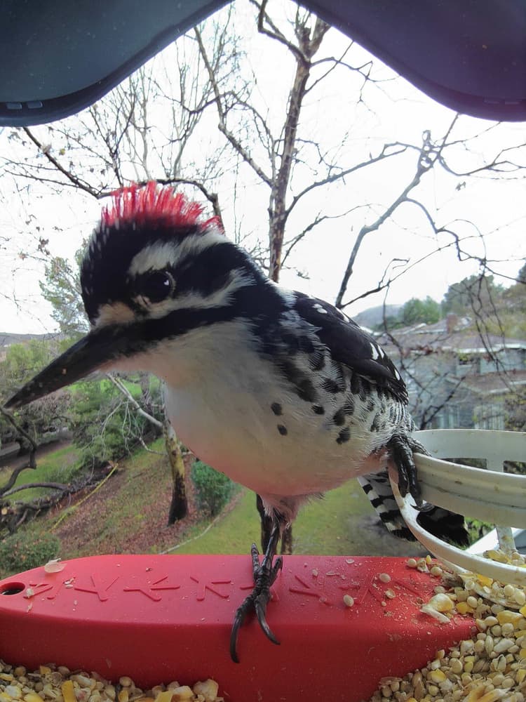 General Nuttall’s Woodpecker comparison