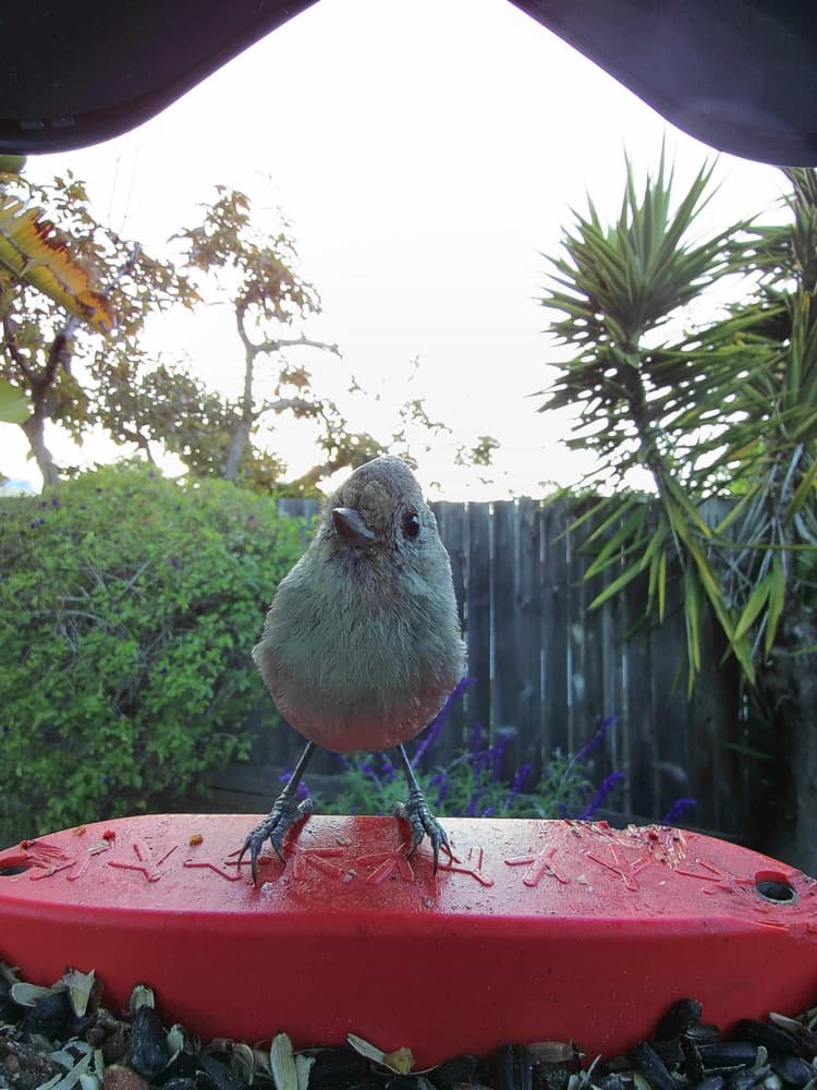 General Oak Titmouse comparison