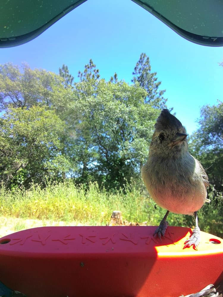 General Oak Titmouse comparison
