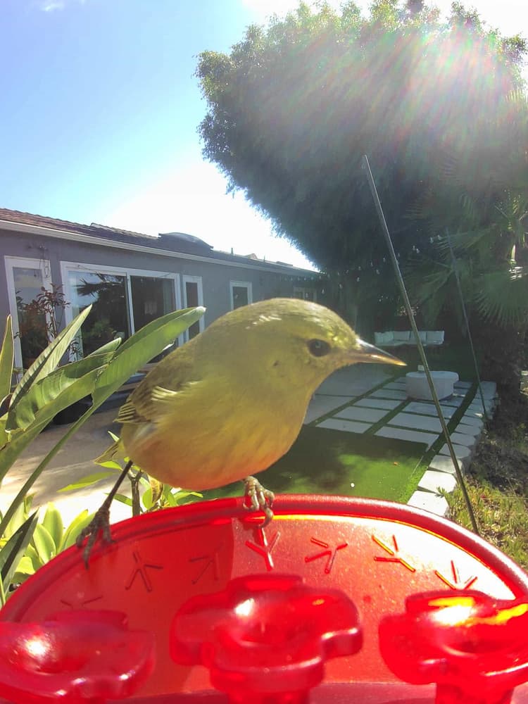 General Orange-Crowned Warbler comparison