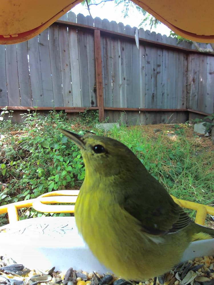 General Orange-Crowned Warbler comparison