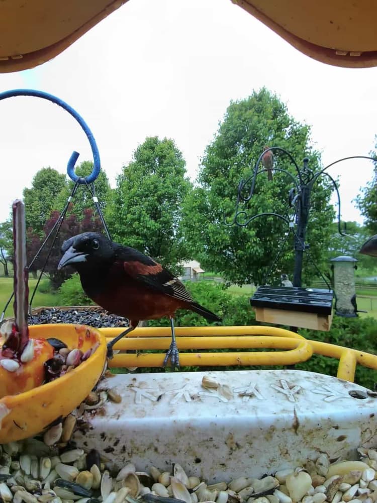General Orchard Oriole comparison