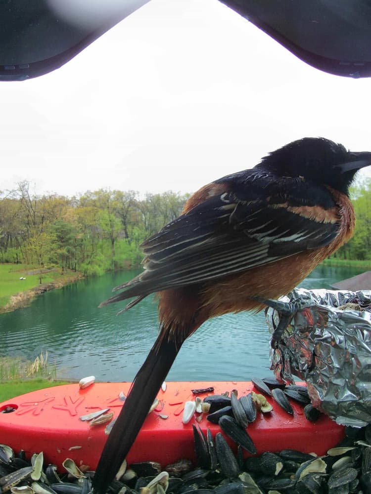 General Orchard Oriole comparison