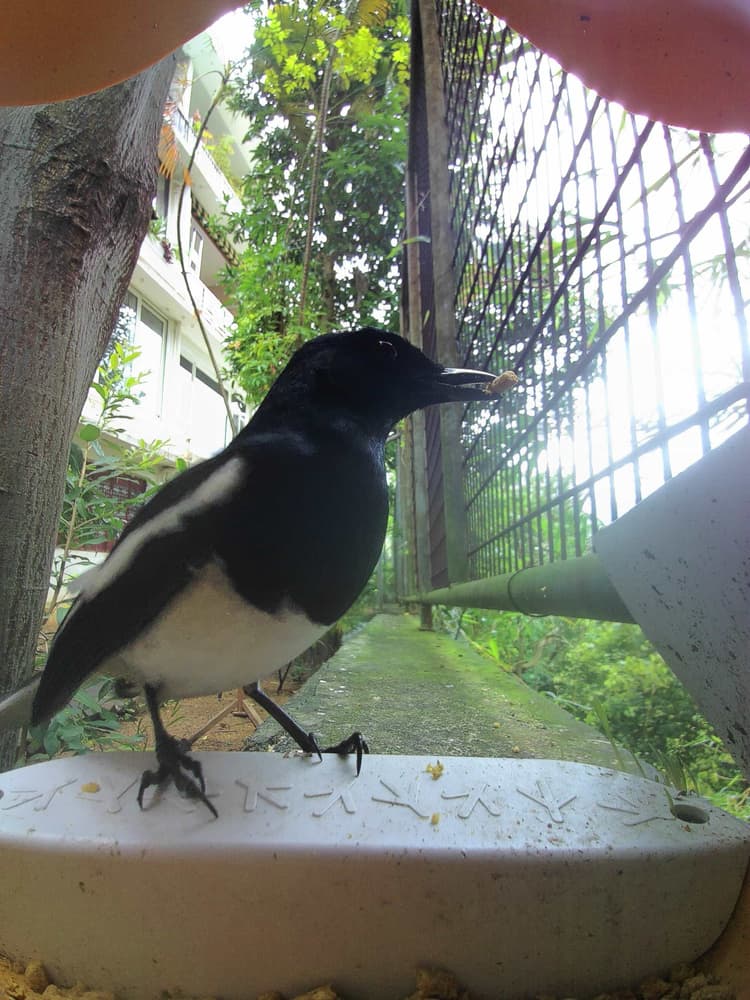 General Oriental Magpie comparison