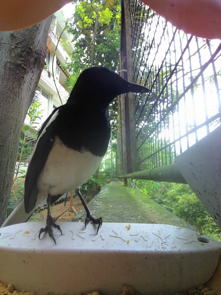 General Oriental Magpie comparison