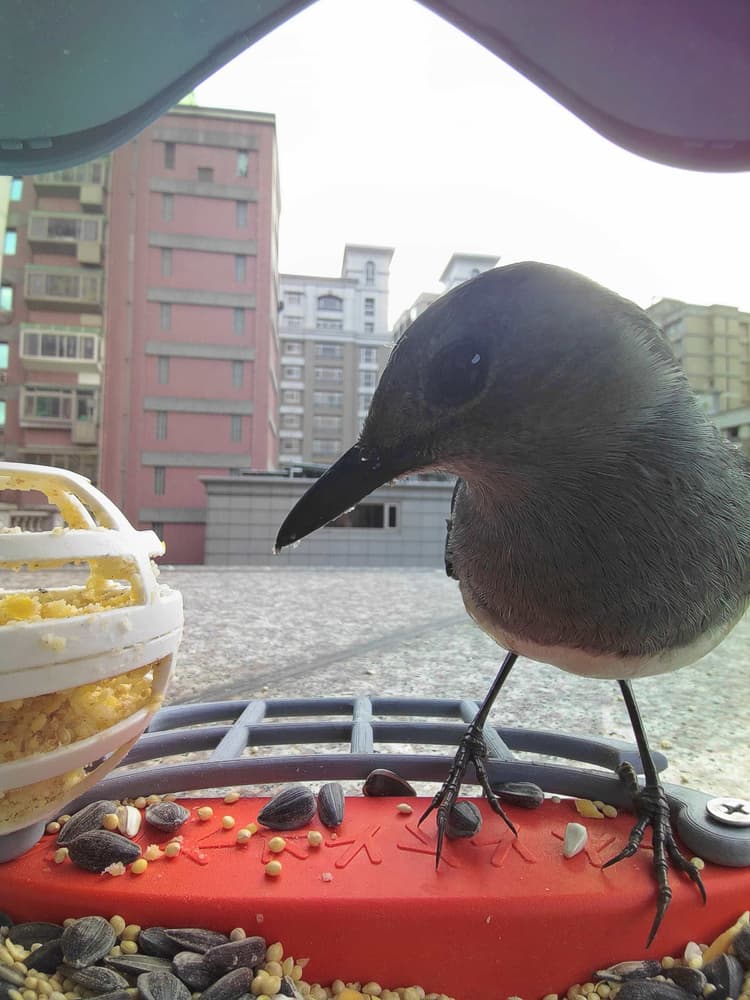 General Oriental Magpie-Robin comparison