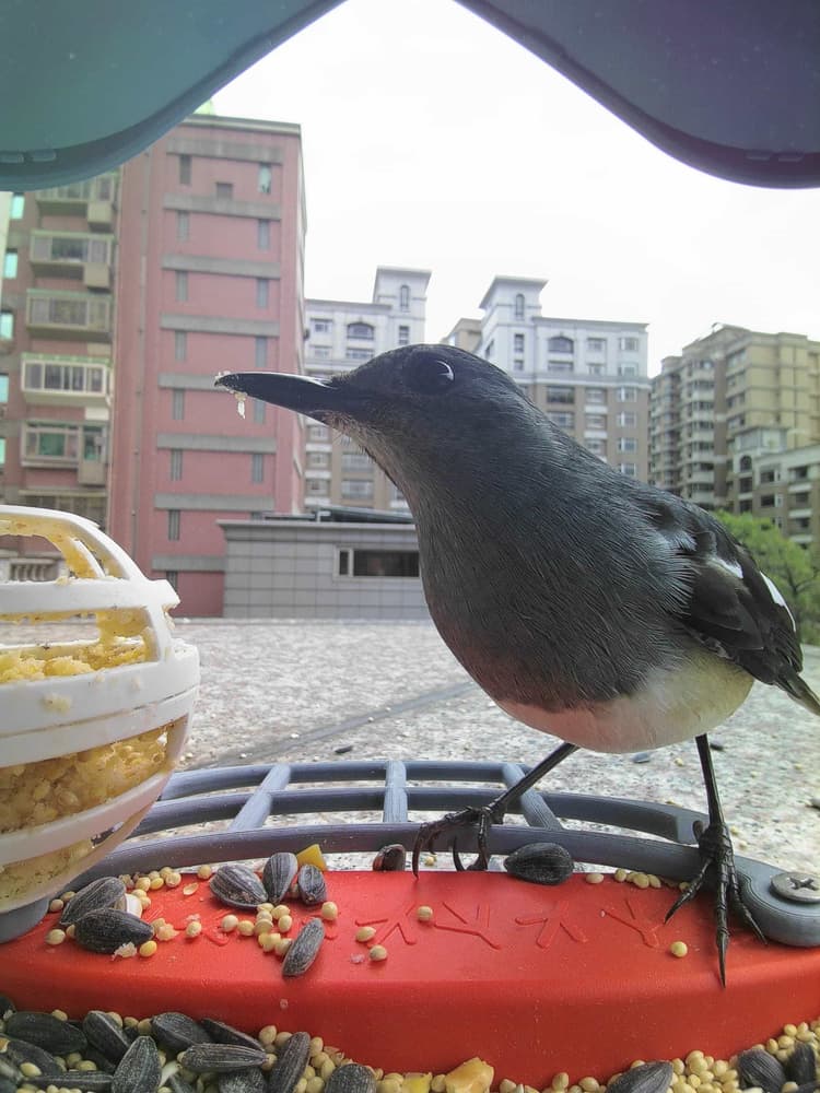 General Oriental Magpie-Robin comparison