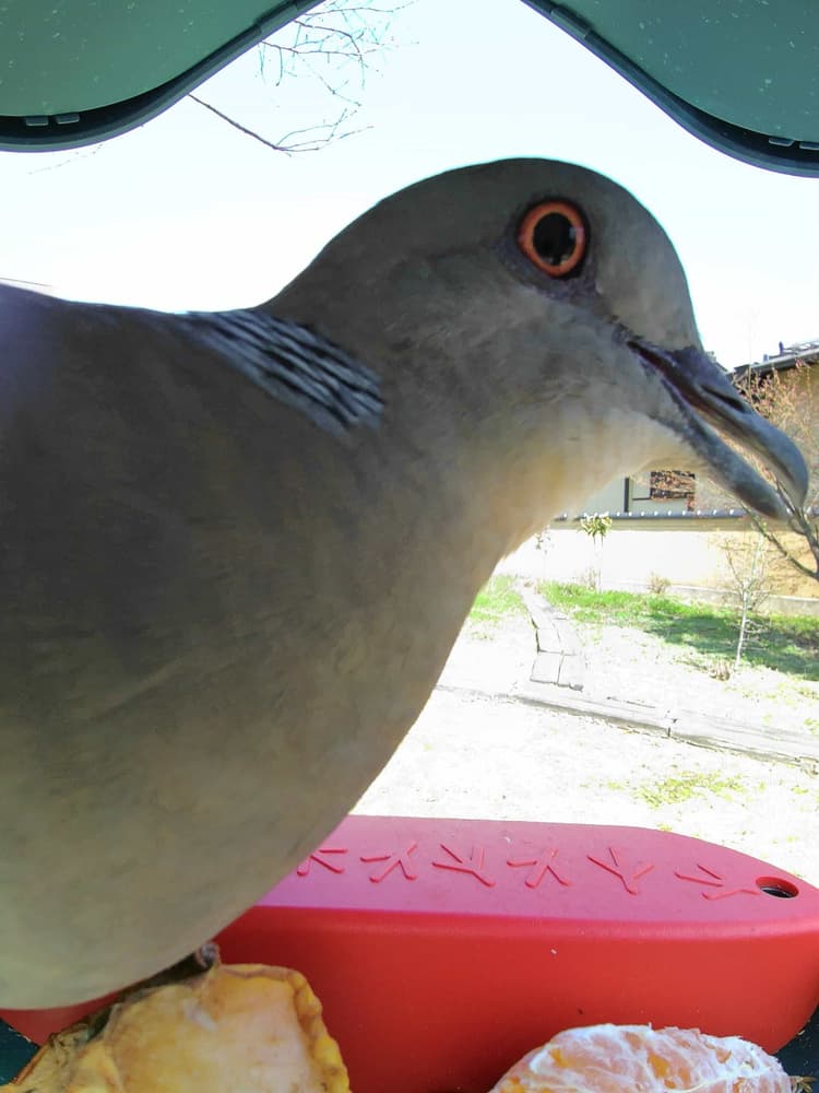 General Oriental Turtle Dove comparison