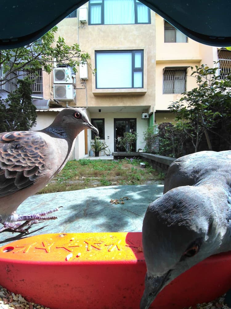 General Oriental Turtle Dove comparison
