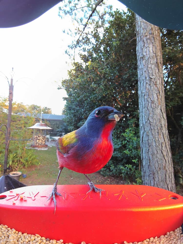 General Painted Bunting comparison