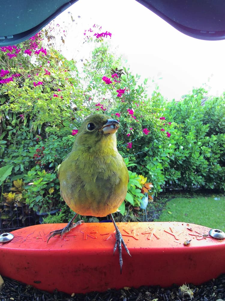 General Painted Bunting comparison