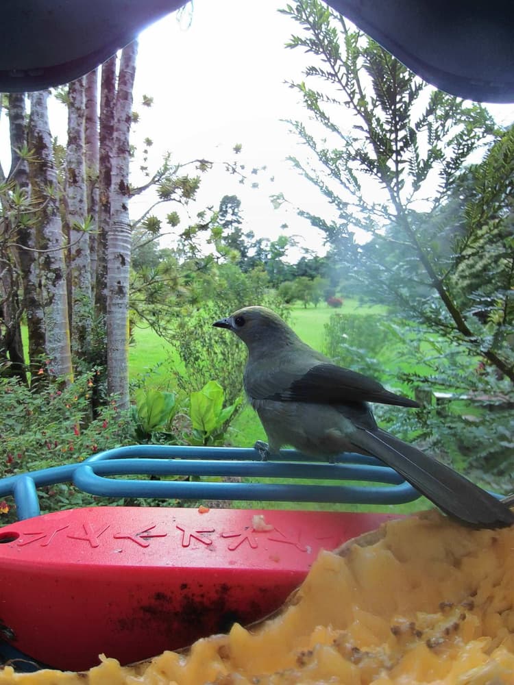 General Palm Tanager comparison