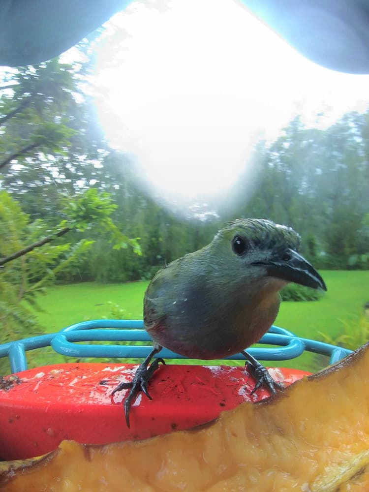 General Palm Tanager comparison