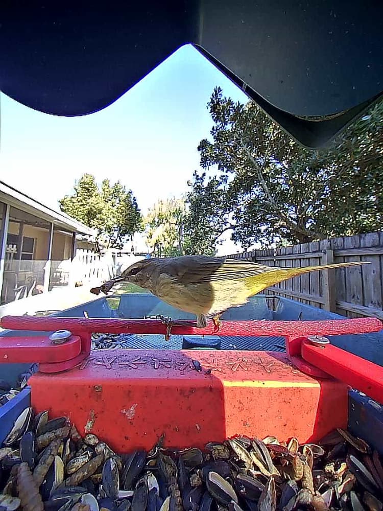 General Palm Warbler comparison