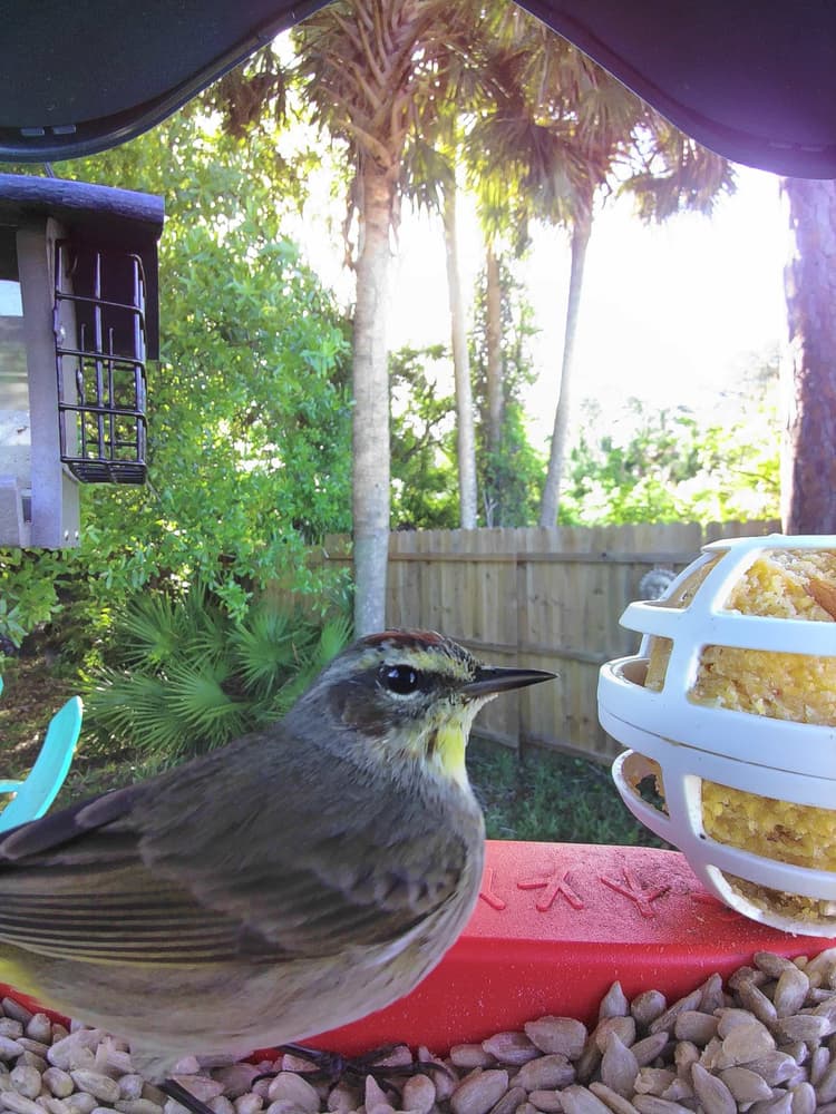 General Palm Warbler comparison