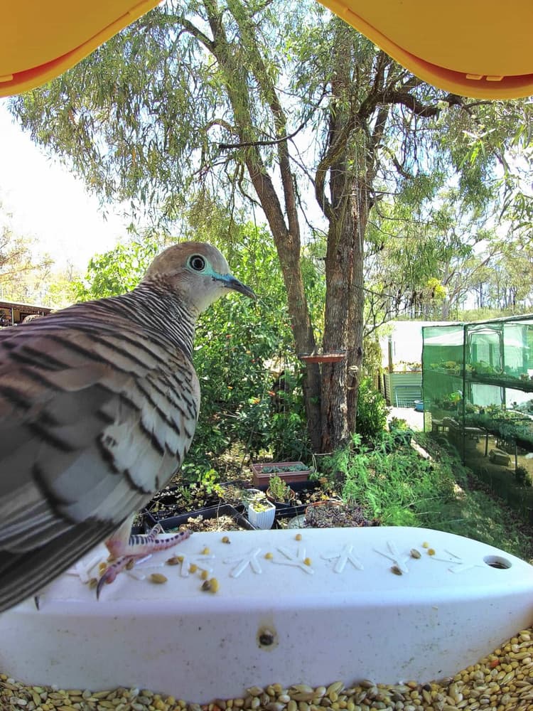General Peaceful Dove comparison