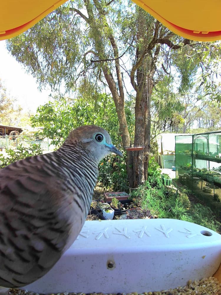 General Peaceful Dove comparison