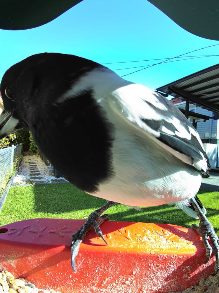 General Pied Butcherbird comparison