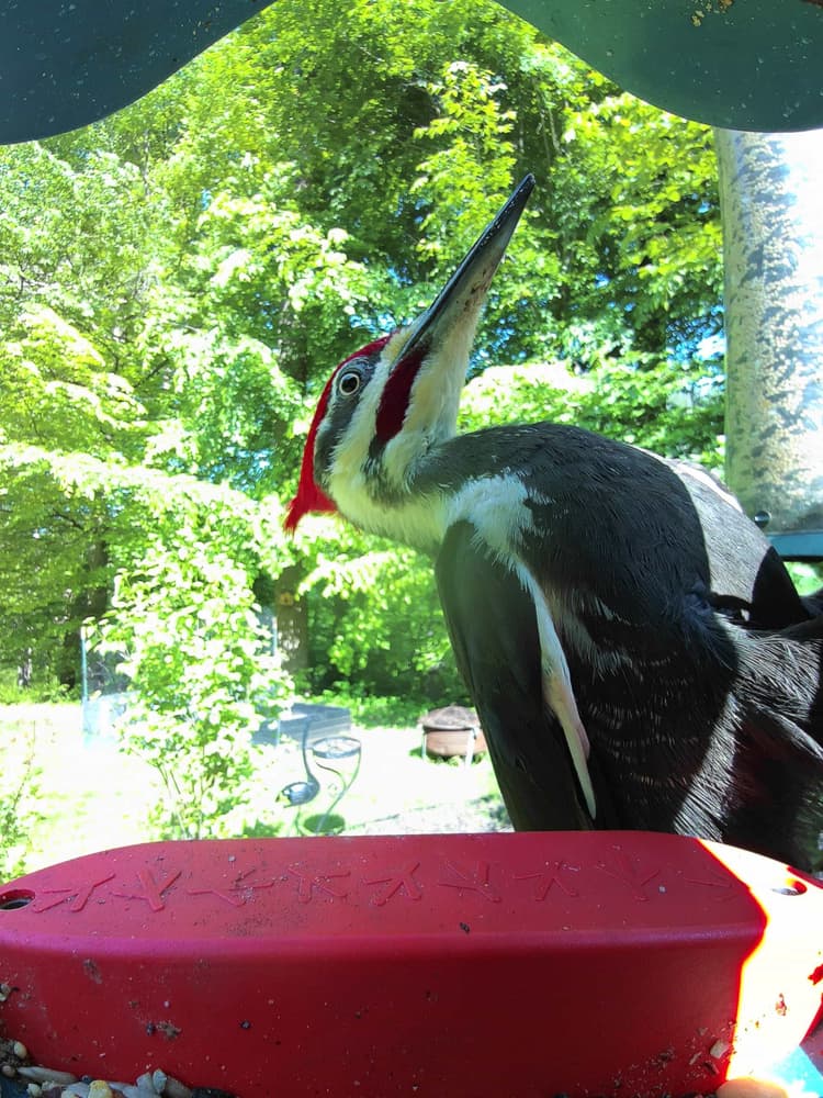 General Pileated Woodpecker comparison