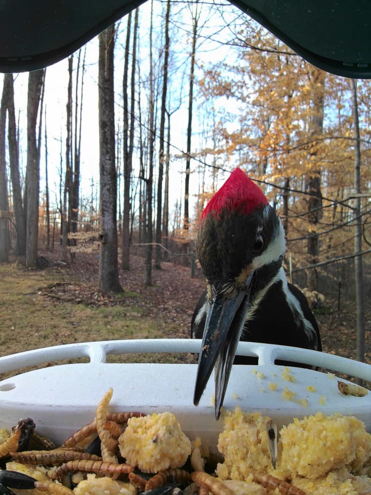 General Pileated Woodpecker comparison