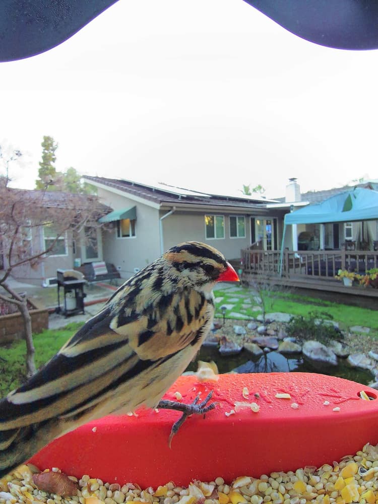 General Pin-Tailed Whydah comparison