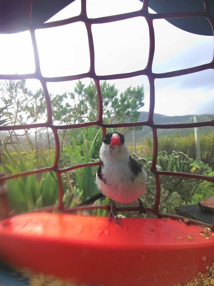 General Pin-Tailed Whydah comparison