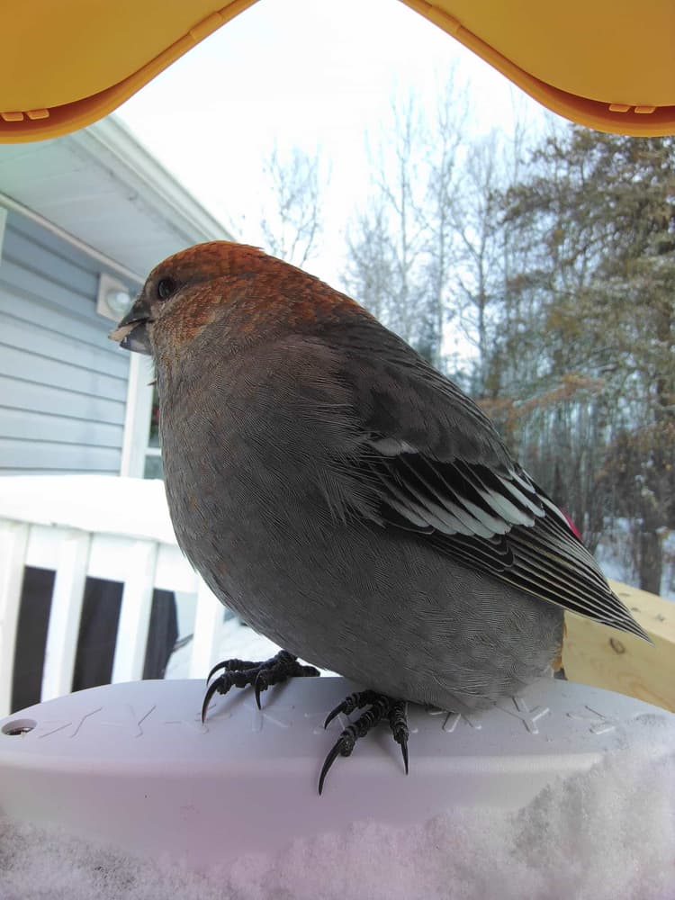 General Pine Grosbeak comparison