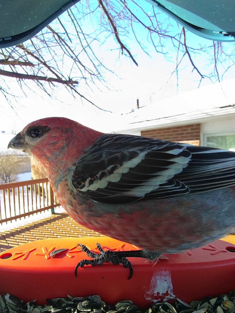 General Pine Grosbeak comparison
