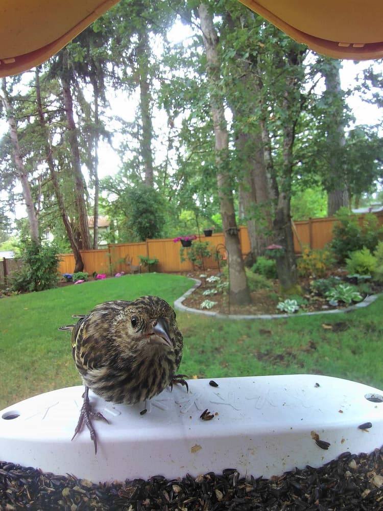 General Pine Siskin comparison
