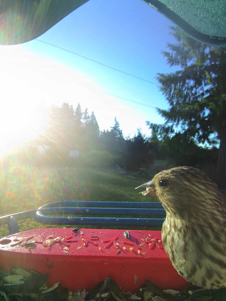 General Pine Siskin comparison
