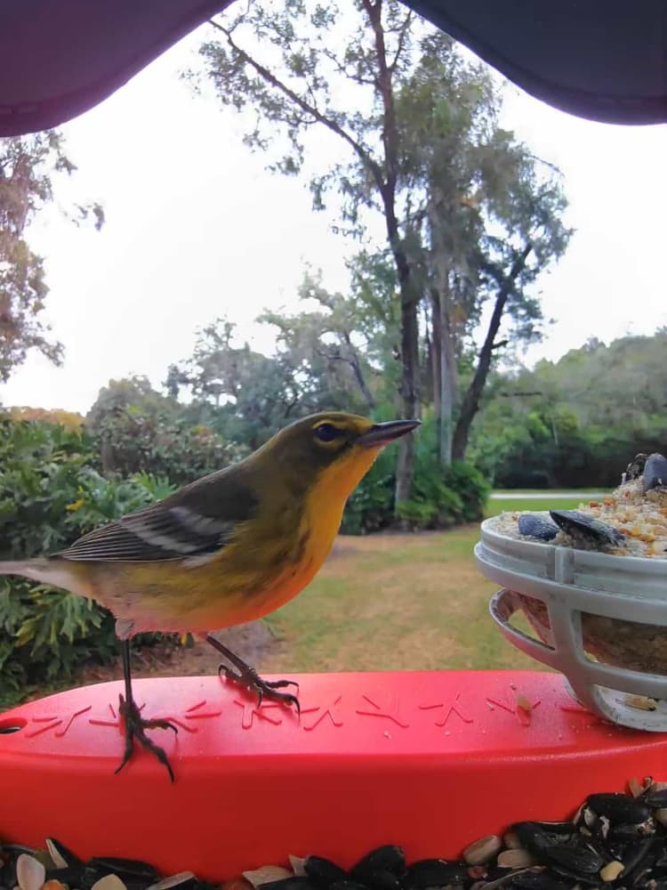 General Pine Warbler comparison