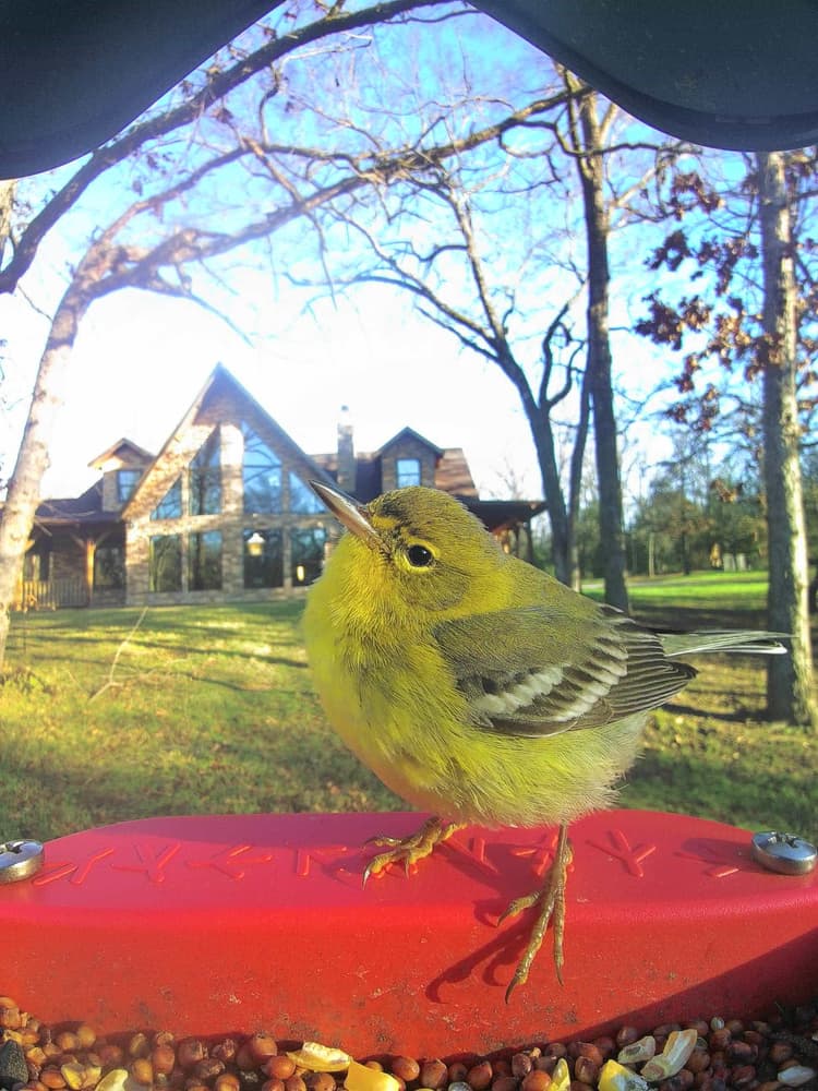 General Pine Warbler comparison