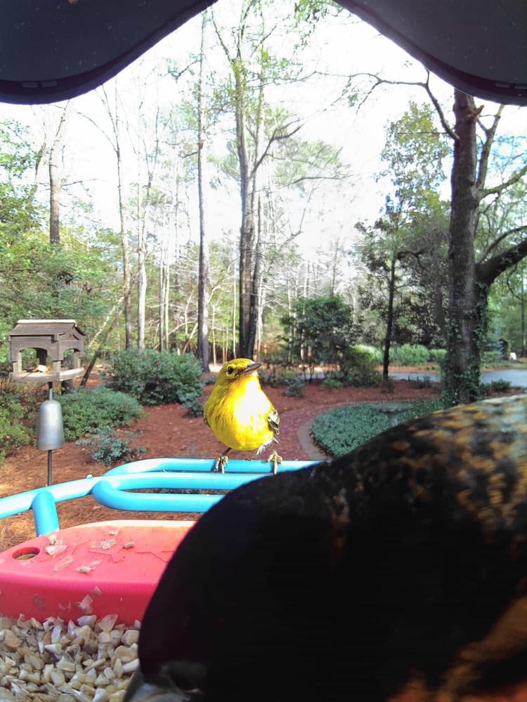 General Prothonotary Warbler comparison