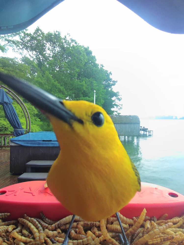 General Prothonotary Warbler comparison