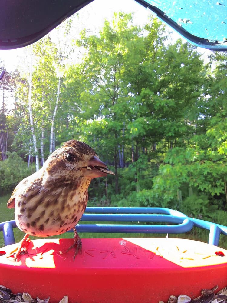 General Purple Finch comparison