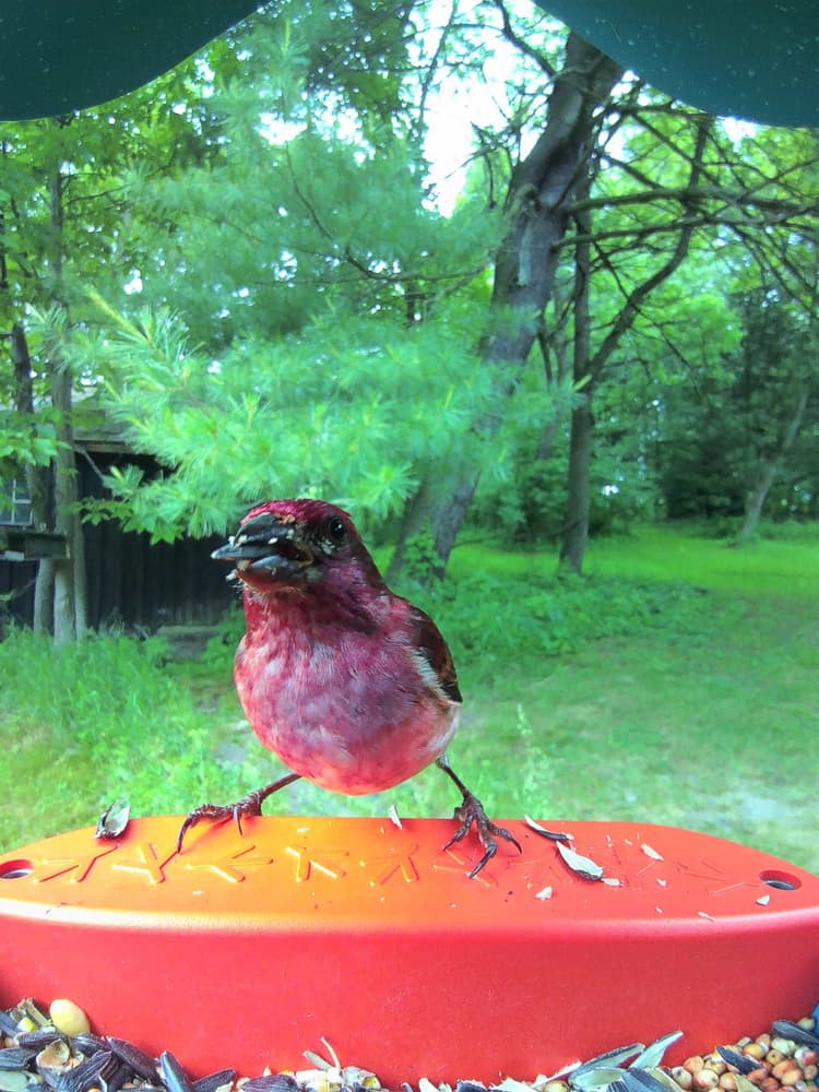 General Purple Finch comparison