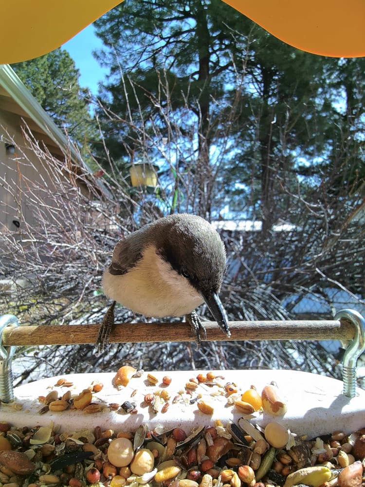 General Pygmy Nuthatch comparison